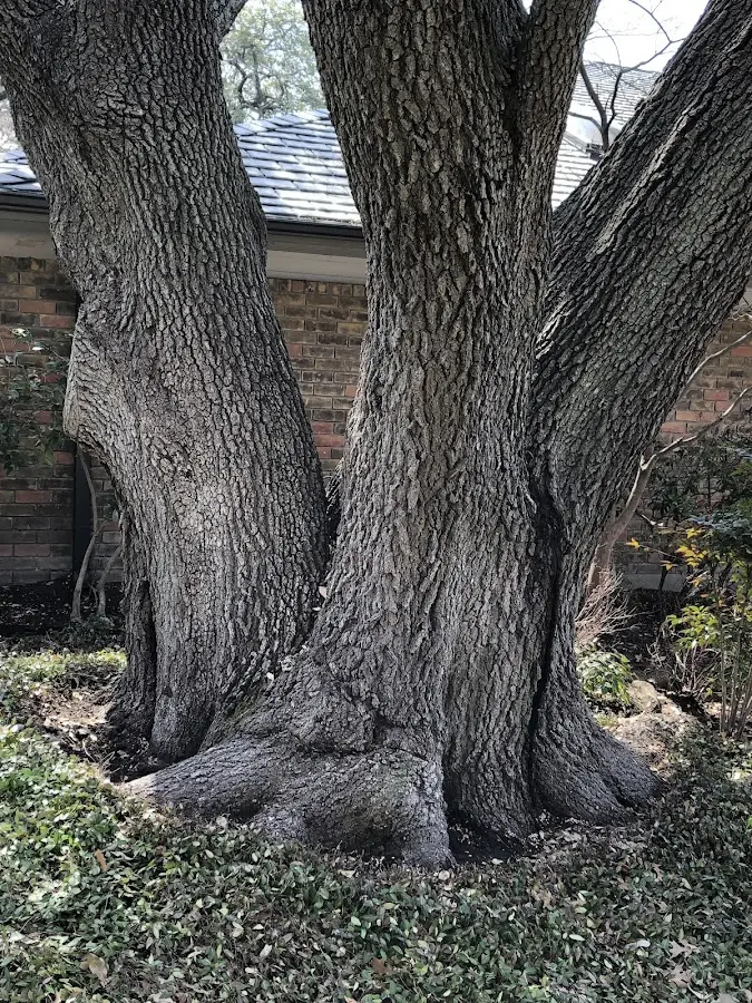 Mature heritage tree close to a Retsof property cared for by certified arborists